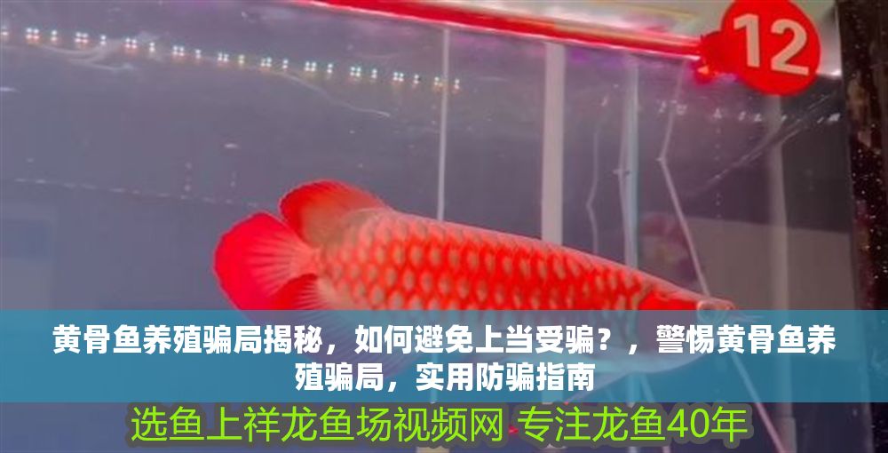 黃骨魚養殖騙局揭秘，如何避免上當受騙？，警惕黃骨魚養殖騙局，實用防騙指南