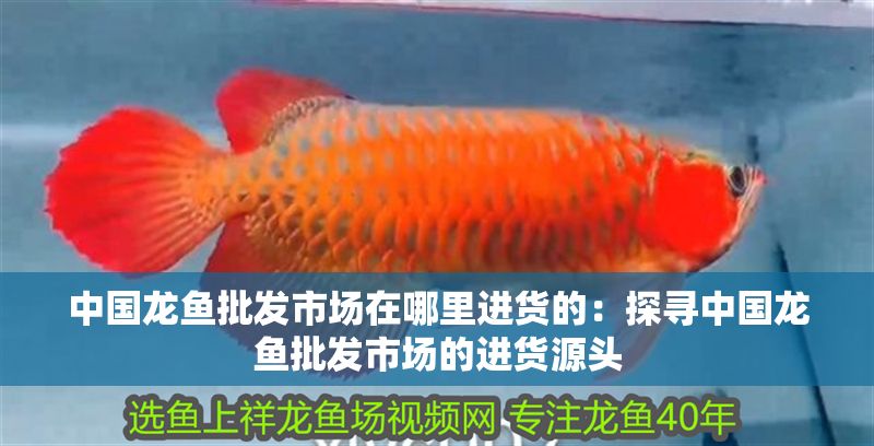 中國(guó)龍魚批發(fā)市場(chǎng)在哪里進(jìn)貨的：探尋中國(guó)龍魚批發(fā)市場(chǎng)的進(jìn)貨源頭