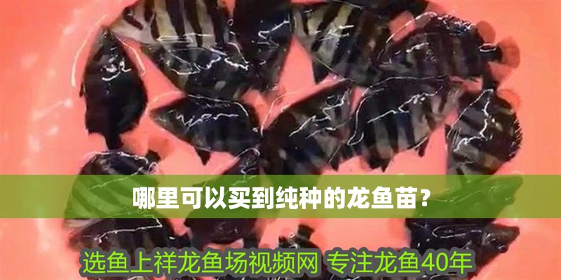 哪里可以買到純種的龍魚苗？