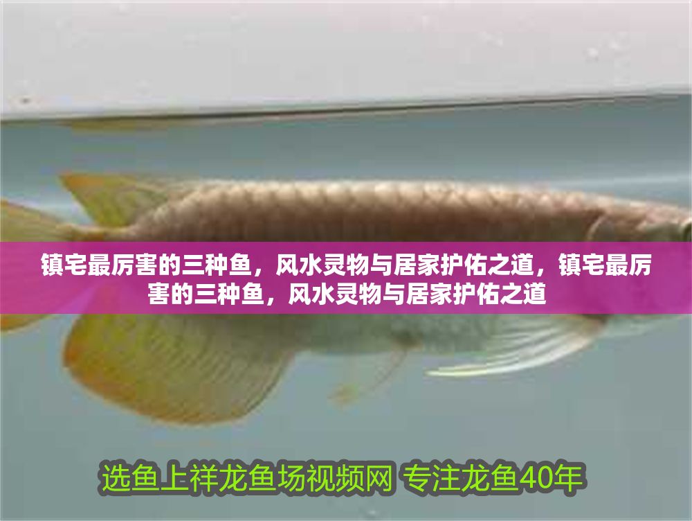 鎮(zhèn)宅最厲害的三種魚，風(fēng)水靈物與居家護(hù)佑之道，鎮(zhèn)宅最厲害的三種魚，風(fēng)水靈物與居家護(hù)佑之道