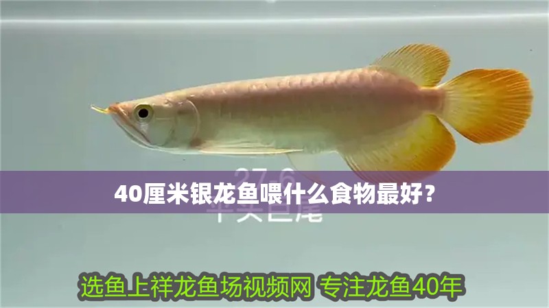 40厘米銀龍魚喂什么食物最好？