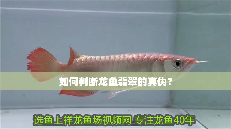 如何判斷龍魚翡翠的真偽？