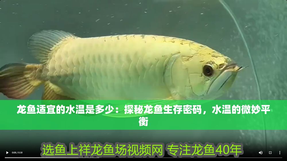 龍魚適宜的水溫是多少：探秘龍魚生存密碼，水溫的微妙平衡