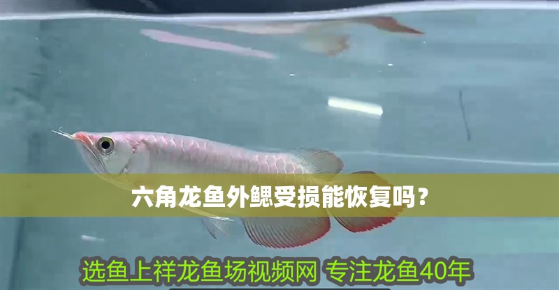 魚缸過濾器選購指南:自制魚缸過濾器魚缸上置過濾器對于養魚愛好者的必備知識 六角龍魚外鰓受損能恢復嗎? 龍魚百科 六角龍魚外鰓受損能恢復嗎? 六角龍魚外鰓受損能恢復嗎? 龍魚百科