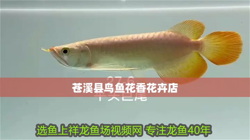 蒼溪縣鳥(niǎo)魚(yú)花香花卉店