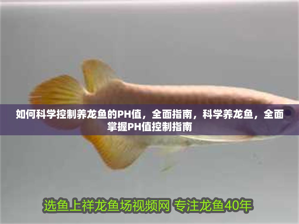 如何科學(xué)控制養(yǎng)龍魚的PH值，全面指南，科學(xué)養(yǎng)龍魚，全面掌握PH值控制指南