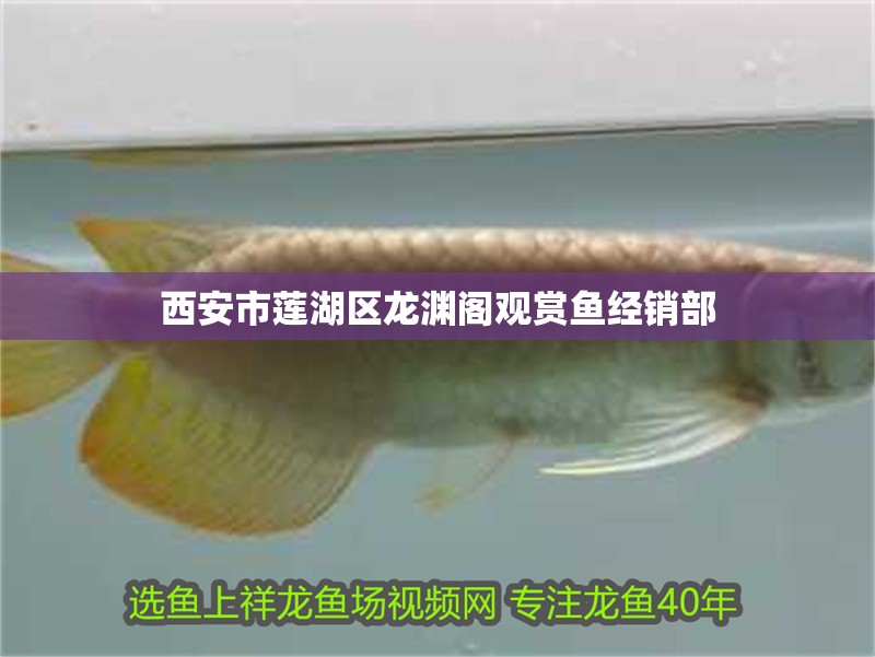 西安市蓮湖區龍淵閣觀賞魚經銷部 西安市蓮湖區龍淵閣觀賞魚經銷部 全國水族館企業名錄