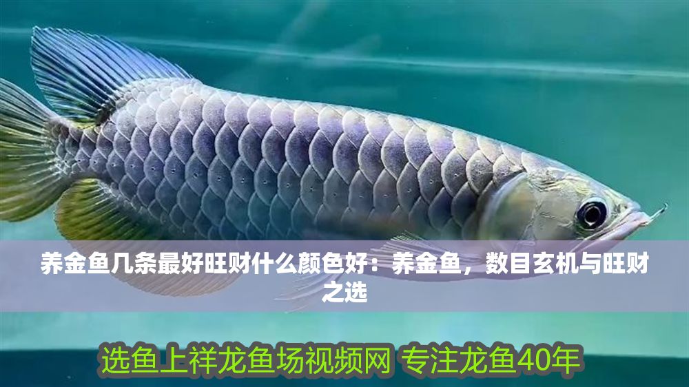 養金魚幾條最好旺財什么顏色好：養金魚，數目玄機與旺財之選