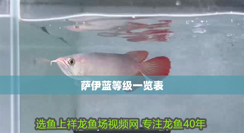 薩伊藍等級一覽表 薩伊藍等級一覽表 龍魚論壇