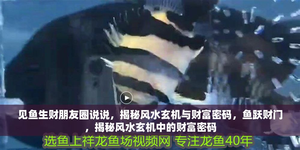 見魚生財朋友圈說說，揭秘風水玄機與財富密碼，魚躍財門，揭秘風水玄機中的財富密碼