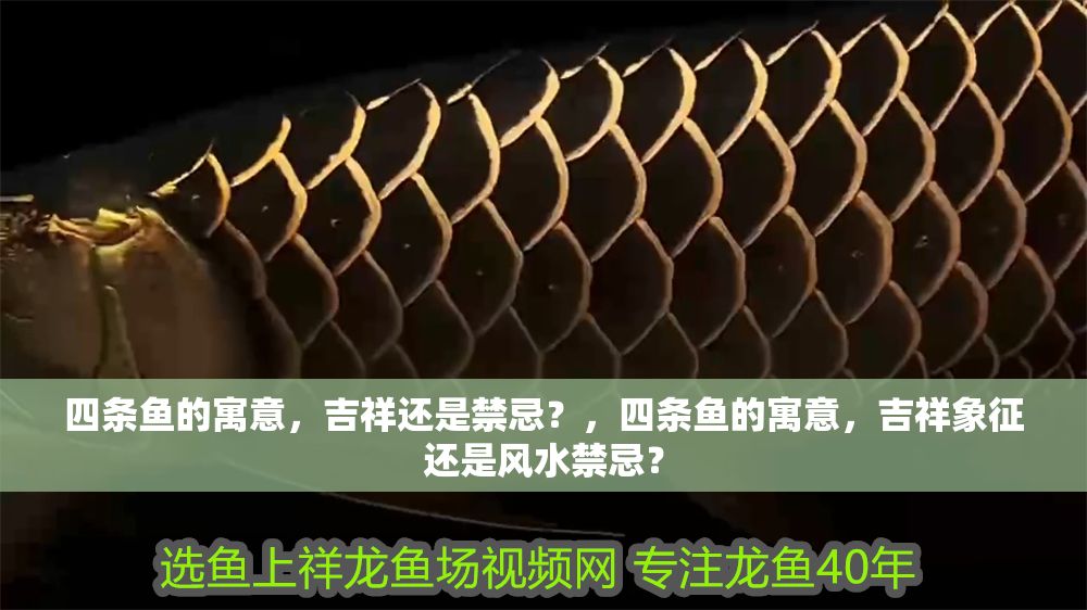 四條魚的寓意，吉祥還是禁忌？，四條魚的寓意，吉祥象征還是風水禁忌？