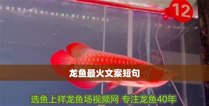 龍魚(yú)最火文案短句 龍魚(yú)最火文案短句 龍魚(yú)論壇
