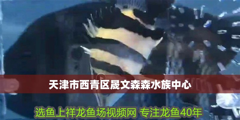 天津市西青區(qū)晟文森森水族中心 天津市西青區(qū)晟文森森水族中心 全國水族館企業(yè)名錄