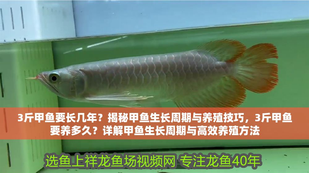 3斤甲魚要長幾年？揭秘甲魚生長周期與養殖技巧，3斤甲魚要養多久？詳解甲魚生長周期與高效養殖方法