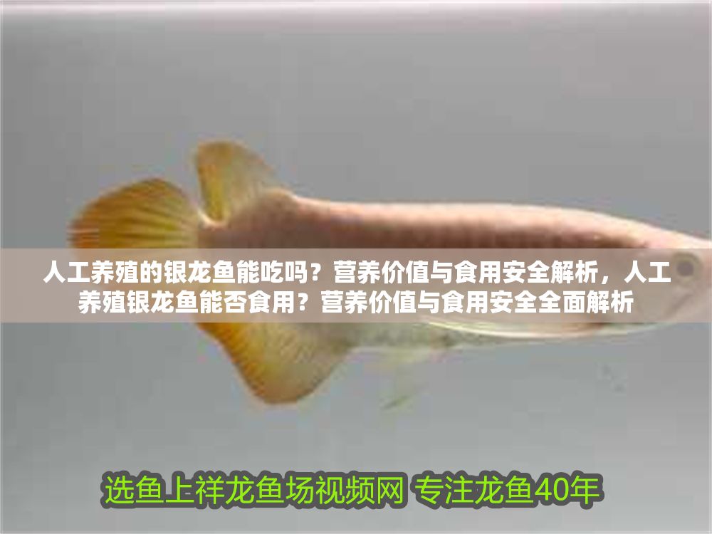 人工養殖的銀龍魚能吃嗎？營養價值與食用安全解析，人工養殖銀龍魚能否食用？營養價值與食用安全全面解析