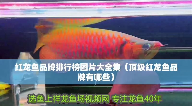 紅龍魚品牌排行榜圖片大全集（頂級紅龍魚品牌有哪些）