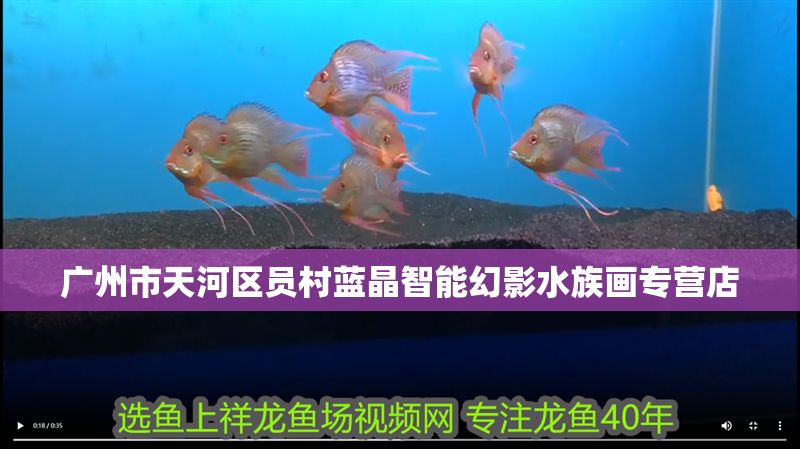 廣州市天河區員村藍晶智能幻影水族畫專營店 廣州市天河區員村藍晶智能幻影水族畫專營店 全國水族館企業名錄 第1張