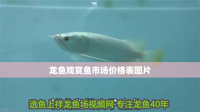 龍魚觀賞魚市場價格表圖片