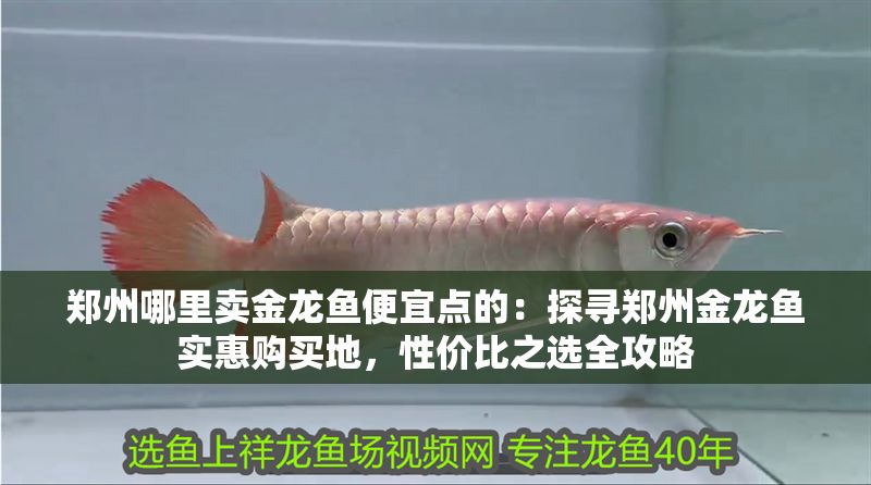 鄭州哪里賣金龍魚便宜點的：探尋鄭州金龍魚實惠購買地，性價比之選全攻略