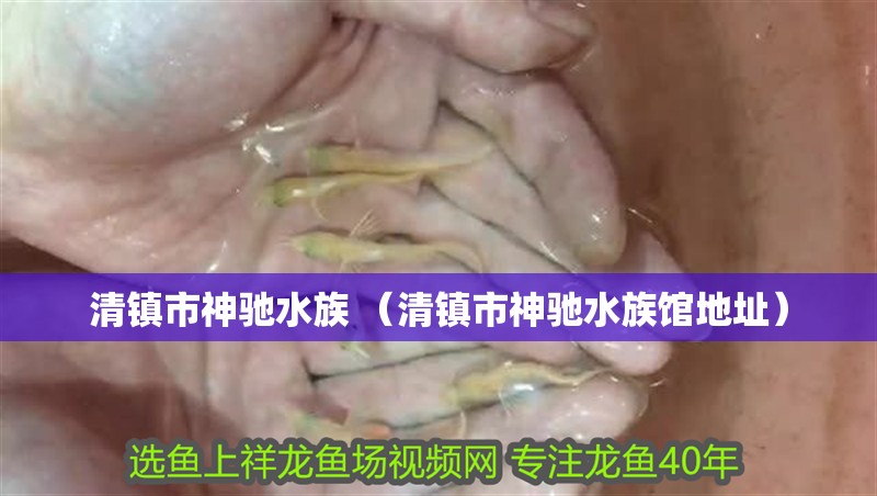清鎮(zhèn)市神馳水族 （清鎮(zhèn)市神馳水族館地址） 清鎮(zhèn)市神馳水族 （清鎮(zhèn)市神馳水族館地址） 全國(guó)水族館企業(yè)名錄