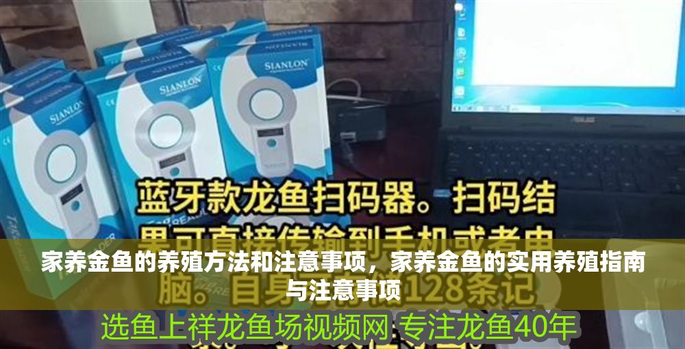 家養金魚的養殖方法和注意事項，家養金魚的實用養殖指南與注意事項