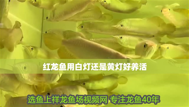 紅龍魚用白燈還是黃燈好養活
