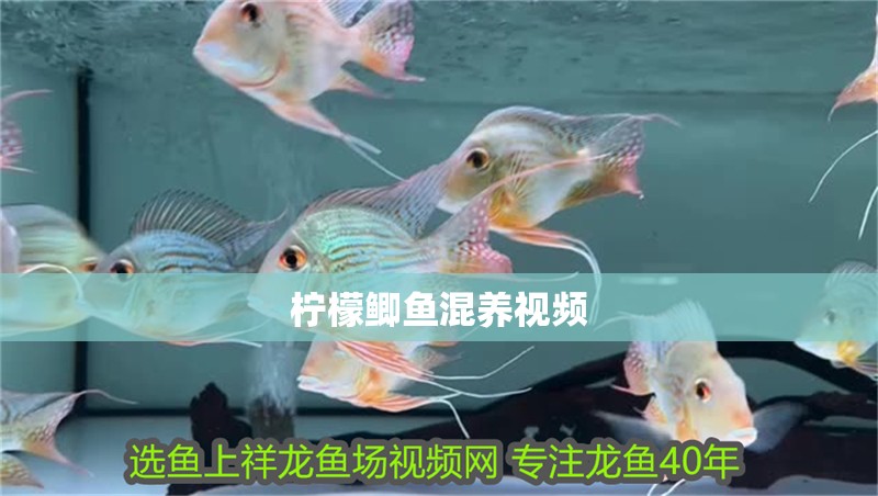 檸檬鯽魚混養視頻
