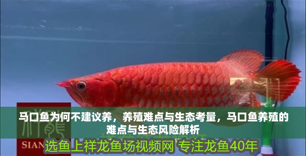 馬口魚為何不建議養，養殖難點與生態考量，馬口魚養殖的難點與生態風險解析 馬口魚為何不建議養，養殖難點與生態考量，馬口魚養殖的難點與生態風險解析 龍魚百科 第1張