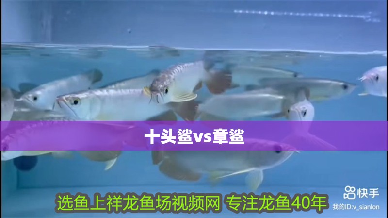 十頭鯊vs章鯊 龍魚論壇 十頭鯊vs章鯊 十頭鯊vs章鯊 龍魚論壇