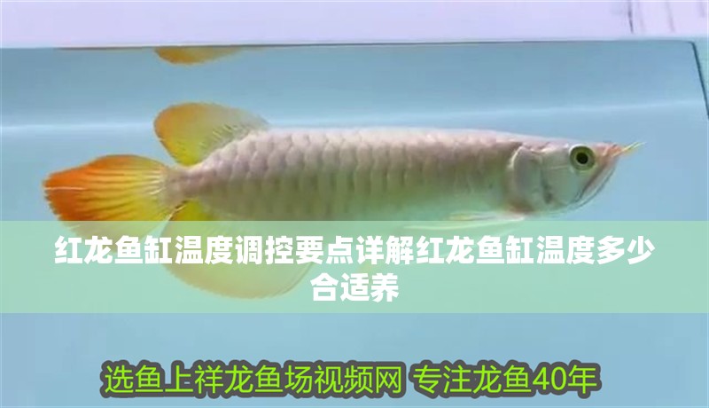 紅龍魚缸溫度調(diào)控要點(diǎn)詳解紅龍魚缸溫度多少合適養(yǎng)