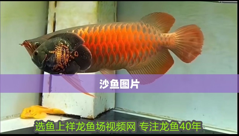 沙魚圖片