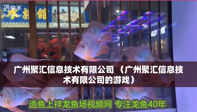 廣州聚匯信息技術(shù)有限公司 （廣州聚匯信息技術(shù)有限公司的游戲）