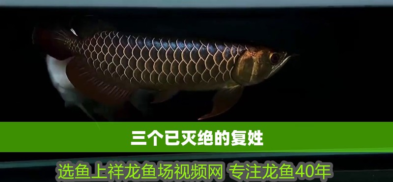 龍魚干蝦有營養嗎 三個已滅絕的復姓 龍魚論壇 三個已滅絕的復姓 三個已滅絕的復姓 龍魚論壇