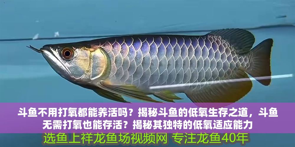 斗魚不用打氧都能養活嗎？揭秘斗魚的低氧生存之道，斗魚無需打氧也能存活？揭秘其獨特的低氧適應能力