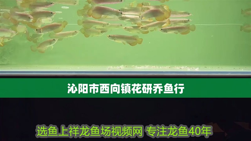 沁陽市西向鎮花研喬魚行