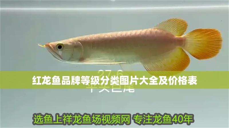 紅龍魚品牌等級分類圖片大全及價格表