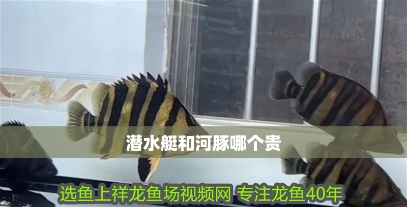 潛水艇和河豚哪個貴