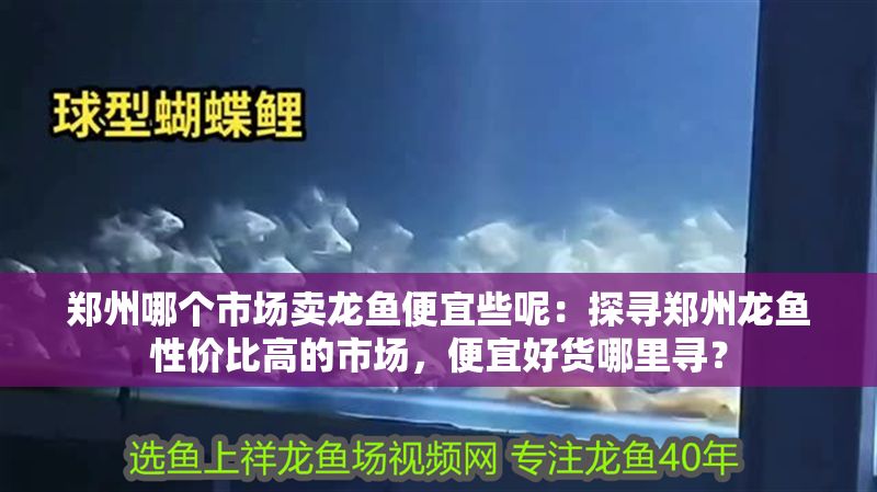 鄭州哪個市場賣龍魚便宜些呢：探尋鄭州龍魚性價比高的市場，便宜好貨哪里尋？