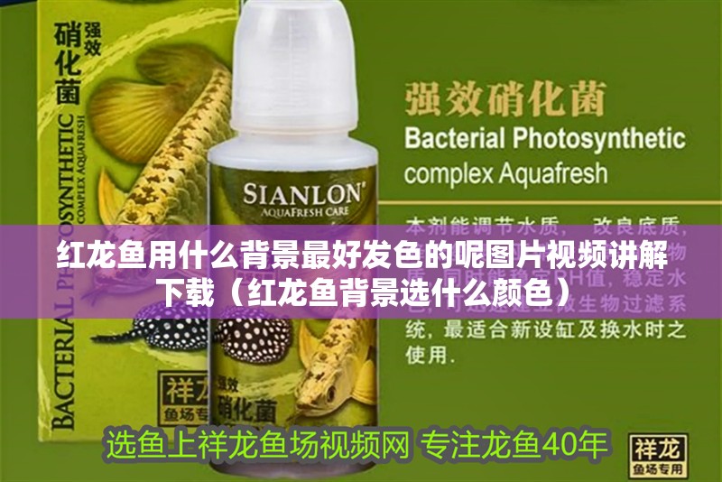 紅龍魚用什么背景最好發(fā)色的呢圖片視頻講解下載（紅龍魚背景選什么顏色）