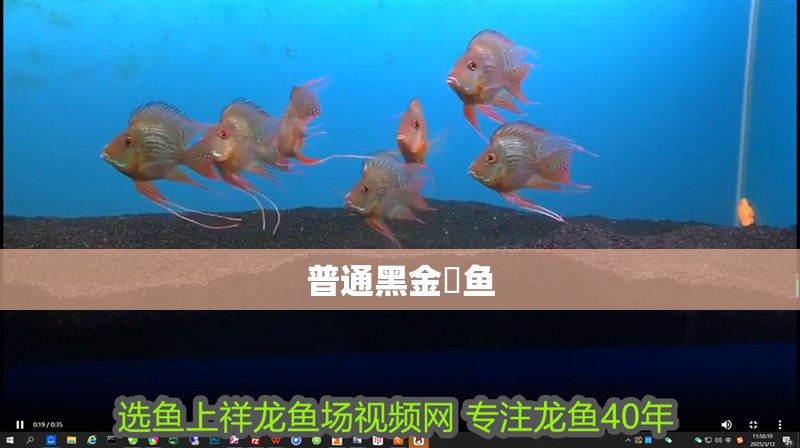 普通黑金魟魚