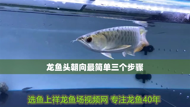 龍魚頭朝向最簡單三個步驟