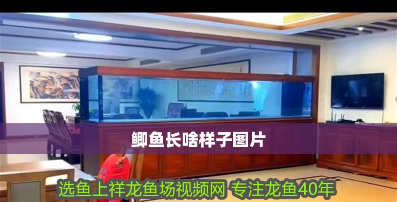 鯽魚長啥樣子圖片