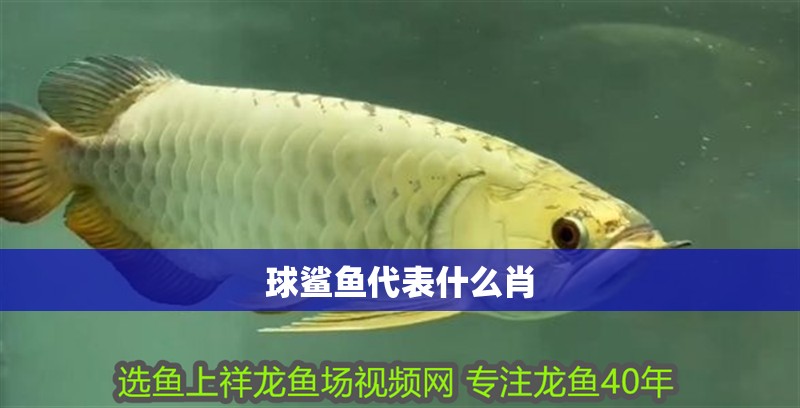 球鯊魚代表什么肖