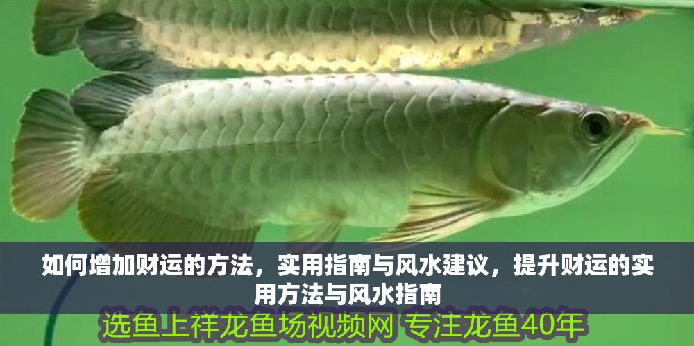 如何增加財(cái)運(yùn)的方法，實(shí)用指南與風(fēng)水建議，提升財(cái)運(yùn)的實(shí)用方法與風(fēng)水指南