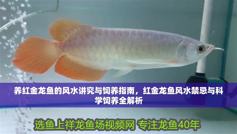 養(yǎng)紅金龍魚的風(fēng)水講究與飼養(yǎng)指南，紅金龍魚風(fēng)水禁忌與科學(xué)飼養(yǎng)全解析