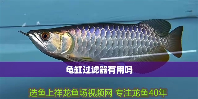 龜缸過濾器有用嗎