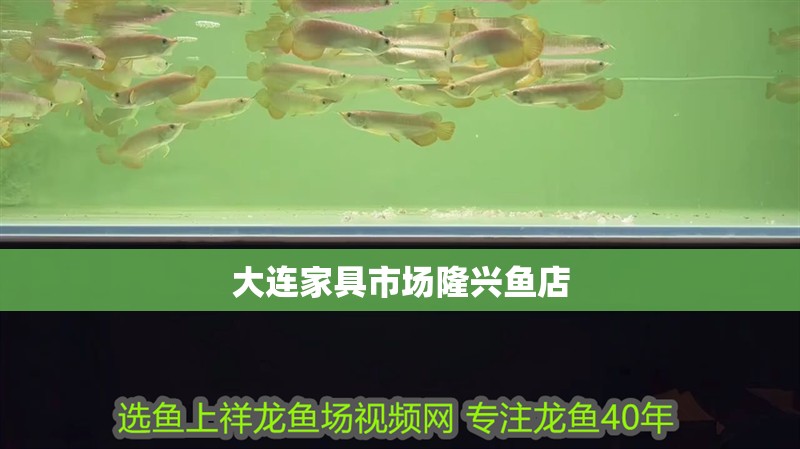 大連家具市場隆興魚店 大連家具市場隆興魚店 全國水族館企業名錄