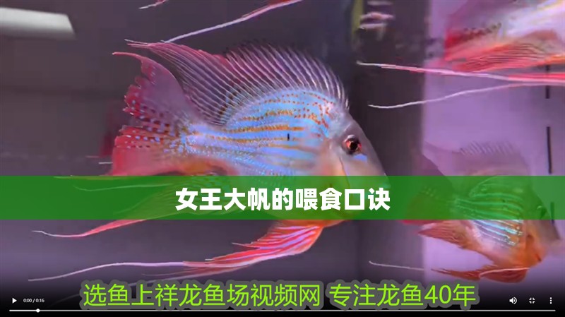 女王大帆的喂食口訣 女王大帆的喂食口訣 龍魚論壇