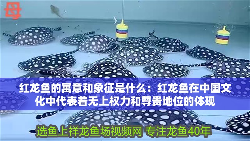 紅龍魚的寓意和象征是什么：紅龍魚在中國文化中代表著無上權力和尊貴地位的體現