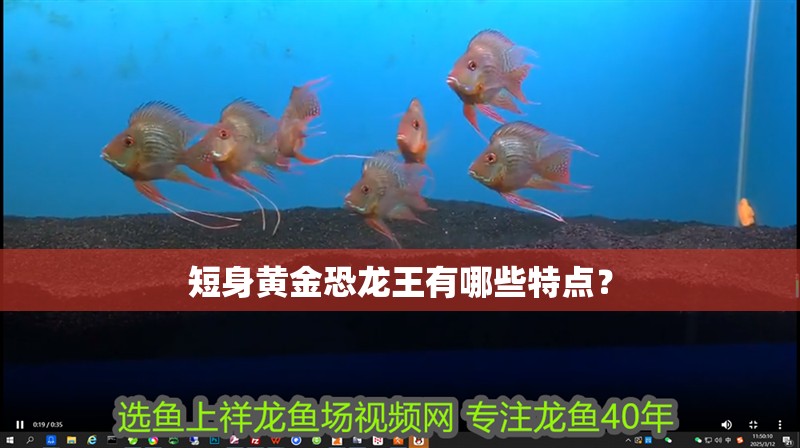 短身黃金恐龍王有哪些特點？